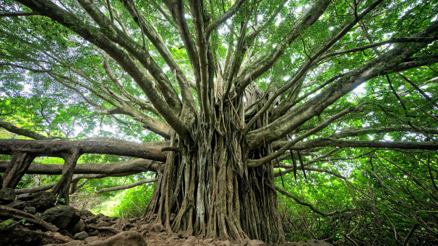 Banyan