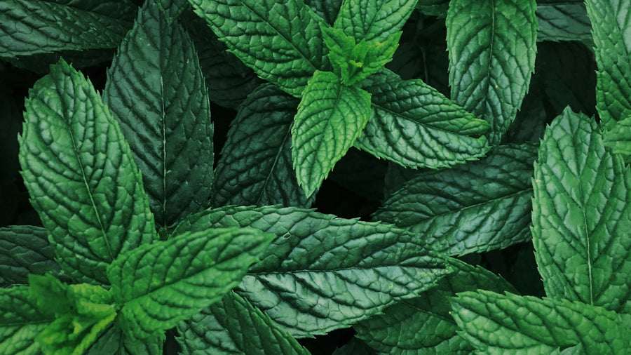 Menta piperita