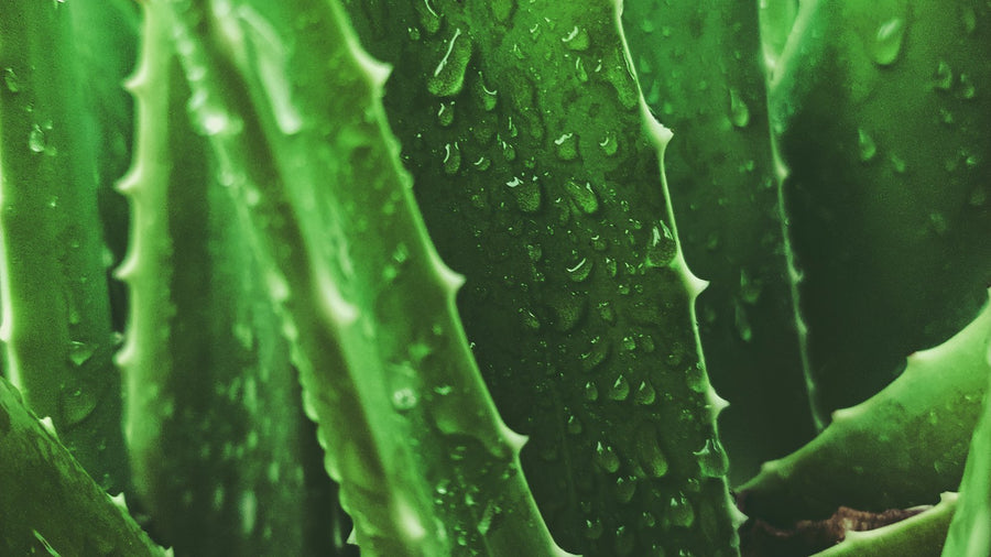 Aloe vera