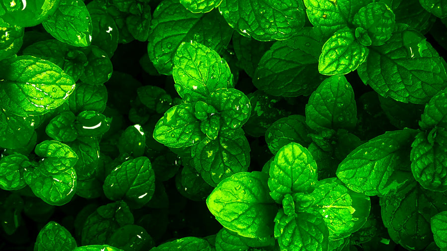 Menta verde