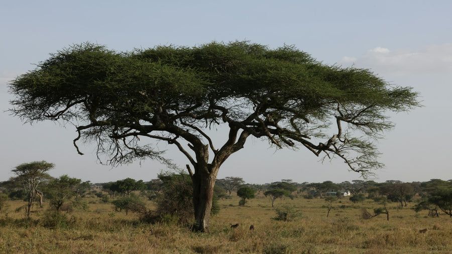 Acacia