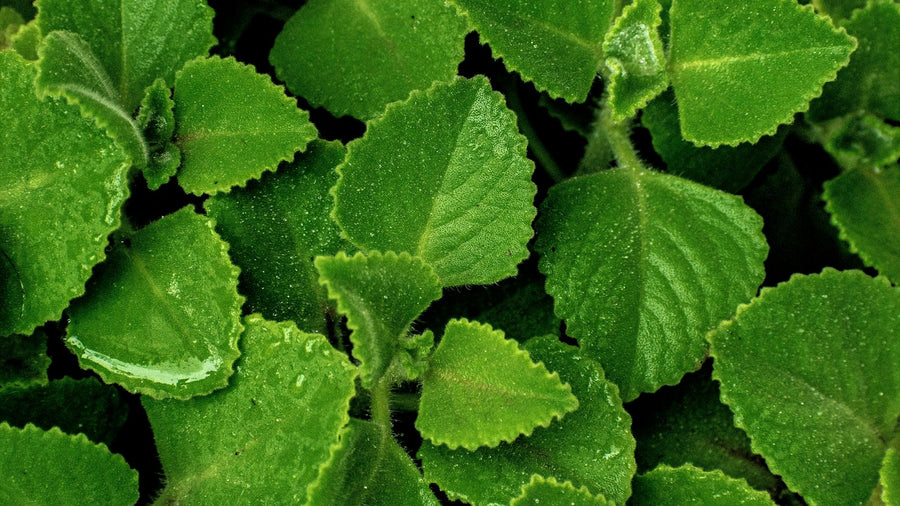Stevia