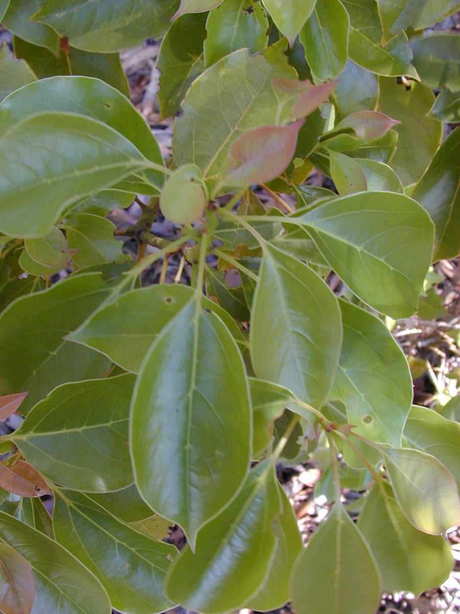 Alcanfor