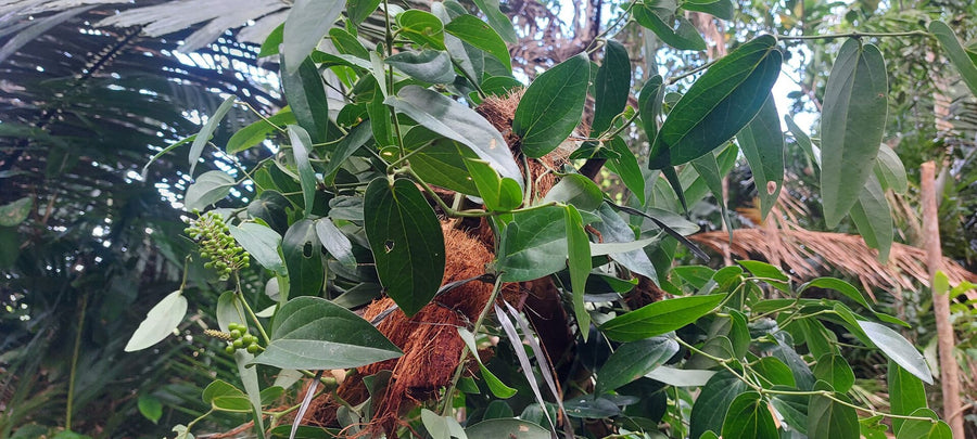 Cubeba