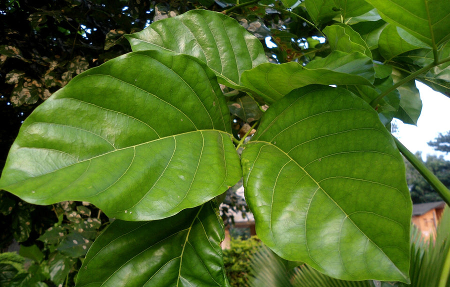 Karanja